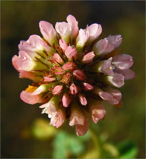sm 781.jpg - Strawberry Clover (Trifolium fragiferum): A non native clover which can be a pest & overcome other natives.